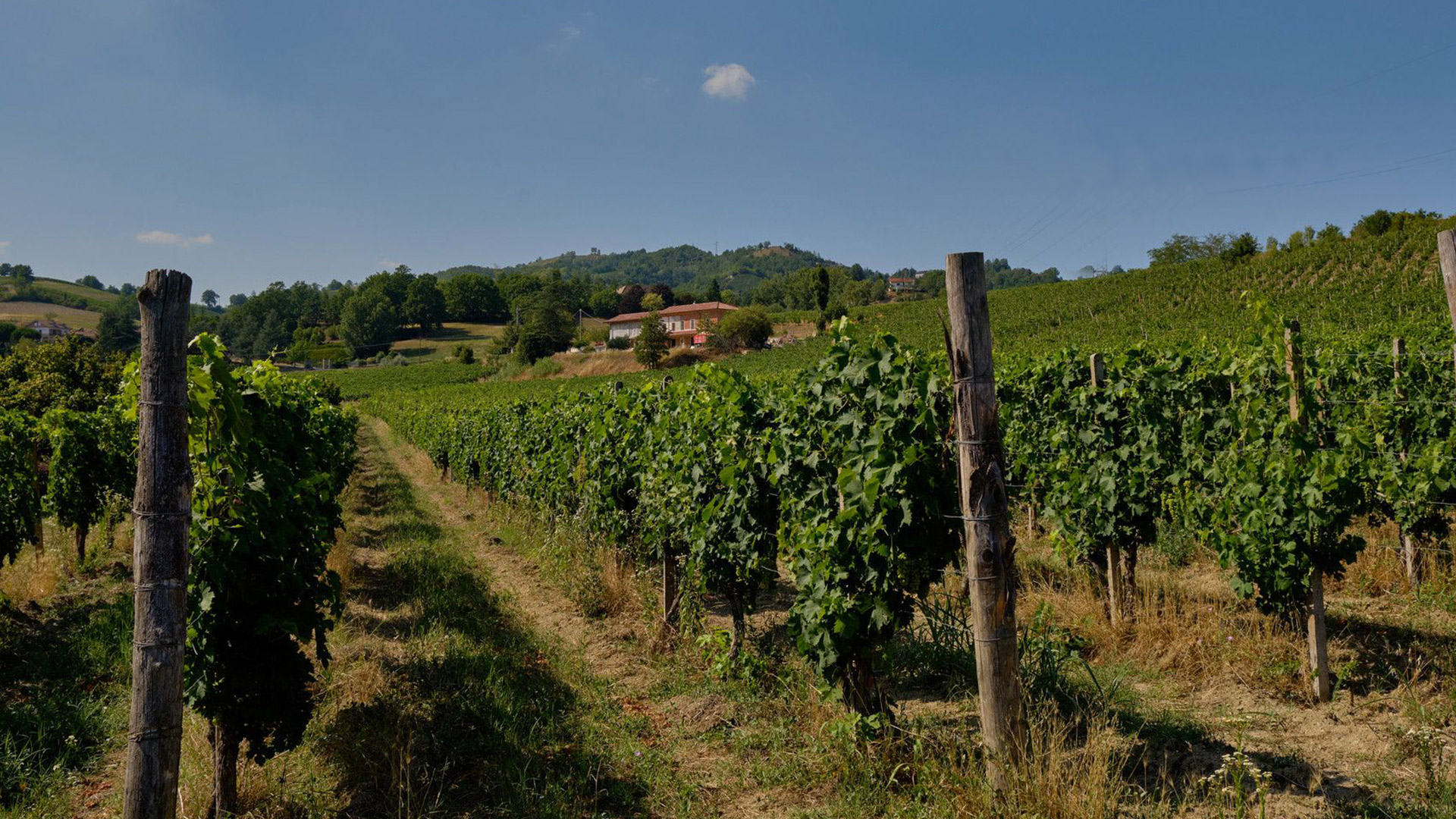 La nostra azienda - C.Faso' - Azienda vitivinicola